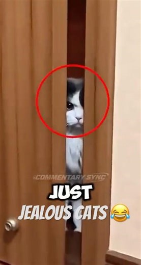 Why Cats Get Mad When You Pet Another Cat! 😾 #cats #cute #shorts