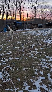 Driving my truck out of the muddy yard #narrowayhomestead #offgridlife #truck #mud #mucky | Nate Petroski