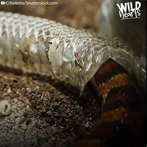 10 most oddly satisfying moments in nature (you'll want to hear this) 🎧 | The Dodo