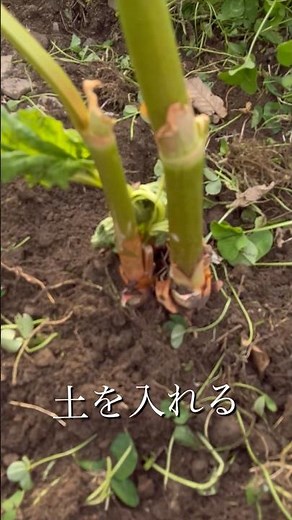 頂いたルバーブの苗植えました 長野移住生活 田舎生活 家庭菜園 初心者ガーデニング