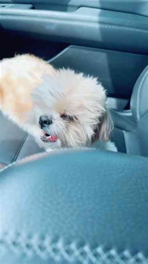 Stella the pretty Shih Tzu girl