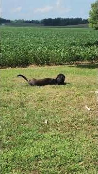 Diesel loves to sunbathe - Crazy Critters