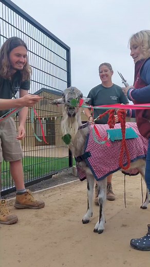 ❤️💚Heritage Conservation Farm💚❤️ Wow! What a day yesterday! We opened our beautiful new area of the Wildlife Park- the Heritage Conservation Farm. Here's a quick reel you missed it. We will be sharing more throughout the day. Thank you everyone 💚❤️ | Askham Bryan Wildlife & Conservation Park