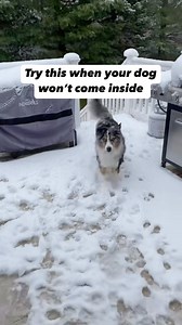 524K views · 8.5K reactions | I can even just make the sound with my mouth and she’ll still come running 藍 #dogsofinstagram #aussiesofinstagram #australianshepherdworld #reels | Ceci Kane | Facebook