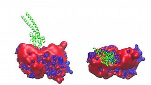 MTBD-tubulin encounter complexes from BD simulation