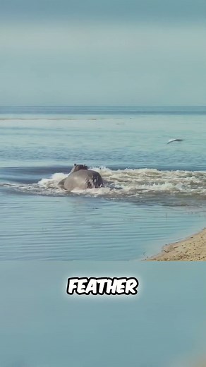 Hilda the Dancing Hippo Spreading Joy in the Animal Kingdom