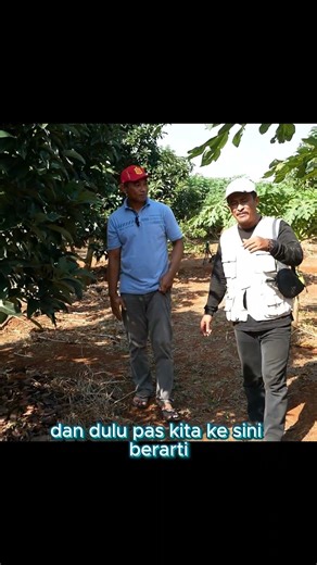 170 Avocado Trees Mostly Alligators