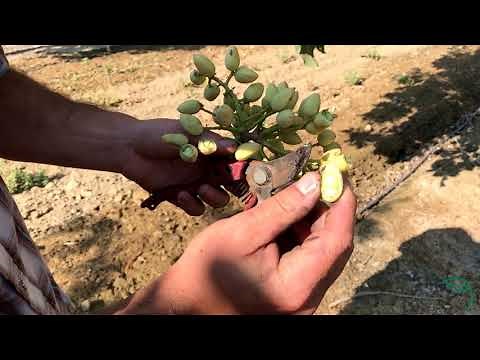 How are Pistachios Harvested?