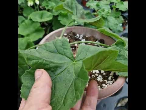 Why do geranium leaves become small and stop growing after summer?