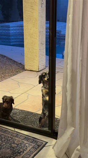 Dachshund Behavior in Seconds