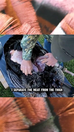 How to Field Dress a Turkey