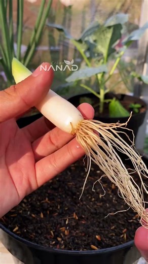 Never Buy Green Onions Again! Regrow From Scraps 🧅✂️ #Shorts