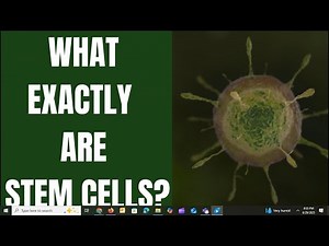 Stem Cells Explained: The Basics You Need to Know