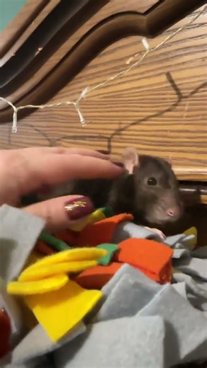 Апаоша ныне Дартаньян восстановился после операции. 2025.