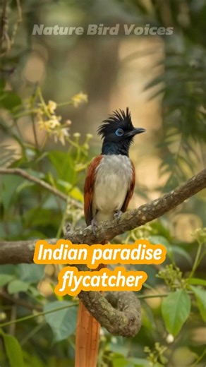 Indian paradise flycatcher #birds #birdsong #birdsounds