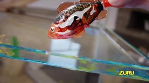 5.4K views · 16 reactions | The new ZURU Robo Fish by Robo Alive with...
