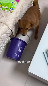 911K views · 18K reactions | OK OK! You kid set a trap on me, right You make me sick!藍藍 #viraldog #dogfunny #reel | Please call me Fatty | Facebook