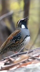 34K views · 1.5K reactions | Spotted Quail-thrush (Cinclosoma punctatum) | LEBOK KICAU | Facebook