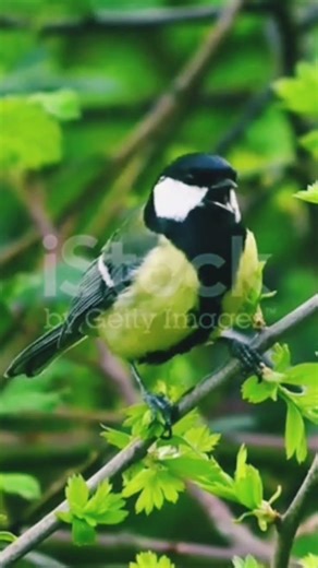 The bird sits on a branch and sings. Look closely. #birdsoftheworld #birdpoty #birdlanguage #shorts