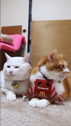三角チョコパイ 黒 251213 #のせ猫 #cat #cute #ネコ #ねこ #猫のいる暮らし #kitten #cutecat #猫
