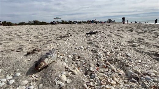 Mote Marine Laboratory unveils new tools in fight against red tide, algal blooms