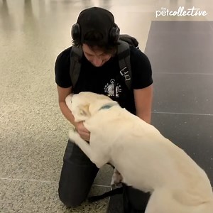 An emotional airport reunion or a friendly giant rodent...Who was gone longer? | The Pet Collective