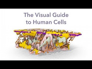 Visual Guide to Human Cells