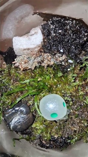 Day 31. The springtails are very active.