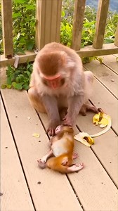 Monkey’s Silent Tears: A Moving Tale of Resilience in the Unforgiving Jungle | Monkey history 2024