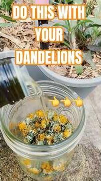 DO THIS WITH YOUR DANDELIONS 🤔🤔💐