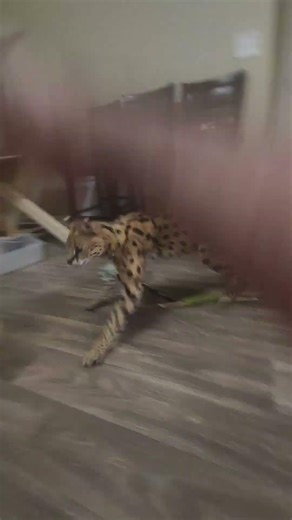 They're the highest jumping cats in the world!