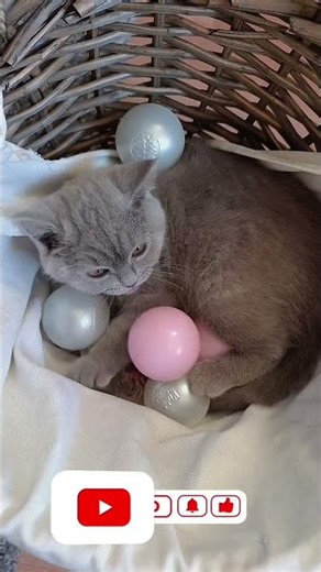 Пушистая милашка Грэйс 🐾😻🐾 Подпишись!#catsoftiktok #lol #