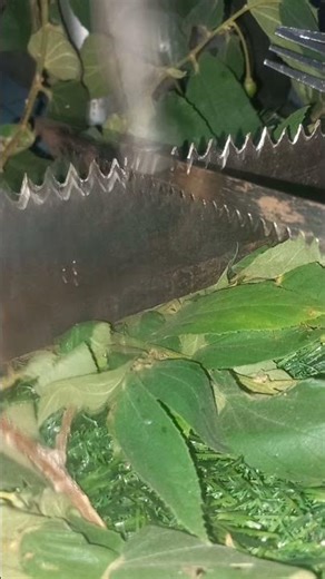 The Science of Saw Sharpening"