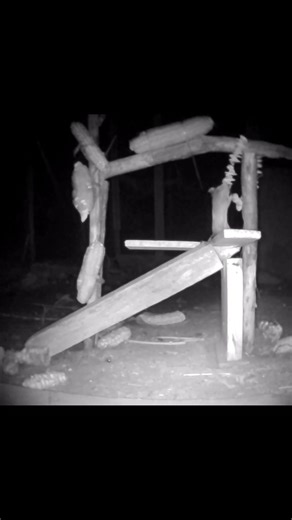 This Wild Mouse Doesn't Give Up #mouse #wildlife #mice #animals