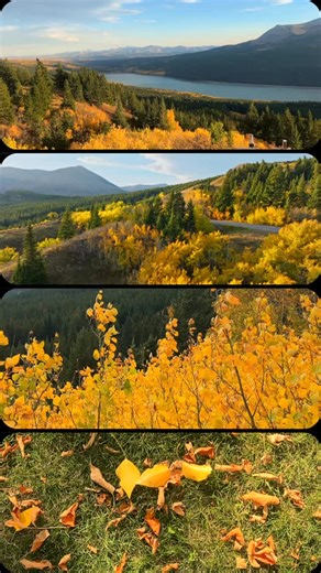 Patiently waiting for Montana to look like this again. Peak fall foliage in Montana lasts from late September to mid-October. | Visit Montana