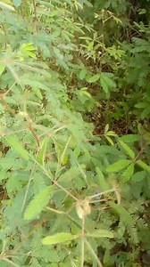 2.7K views · 211 reactions | ## La plante mimosa pudica : un végétal...