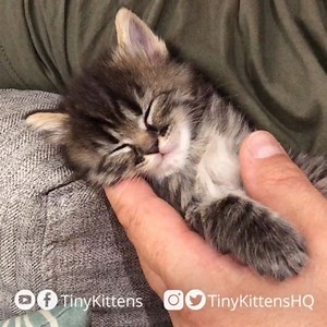 805K views · 126K reactions | This is what happens when the kittens...