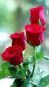 74K views · 5.9K reactions | Red Roses #reels #roses #flowers #redroses | Roses | Facebook