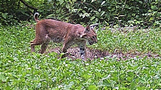 Indiana's new bobcat trapping season gets mixed reviews