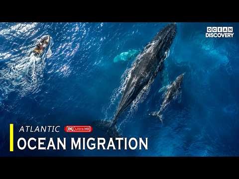 Atlantic Ocean Migration | The Longest Journeys Across Dangerous Waters