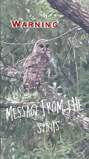 Seeing a OWL during the Day / 8 Meanings & Spiritual Facts #news #owl #omen #spiritual #hunting