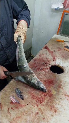 Walleye Scaling and Filleting – Fast and Easy Guide