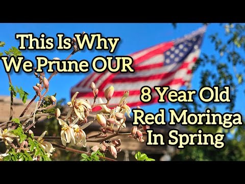 When Is The Best Time To Prune Moringa Trees?
