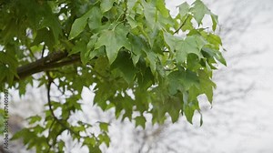 Close-up of platanus leaves in murcia, spain, highlighting the tree's characteristic foliage in a mediterranean environment.