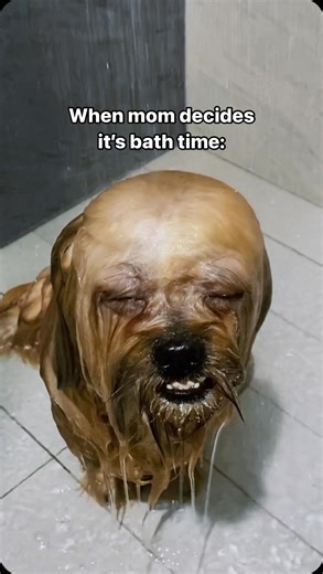 Is bath time a nightmare for your dogs too? Bath time is no joke in our house! One dog faces the ultimate wet misery while the Psycho theme music plays, capturing the true terror of ‘when mom decides it’s bath time.’ Watch the suspense as mom, armed with the shower head, points to the next victim—Ash the Boston Terrier. Ash’s look of sheer horror says it all: bath time is a drama no dog wants to star in! Will he make a run for it or accept his soapy fate? . . . . . #dog #funny #funnydog #bostont