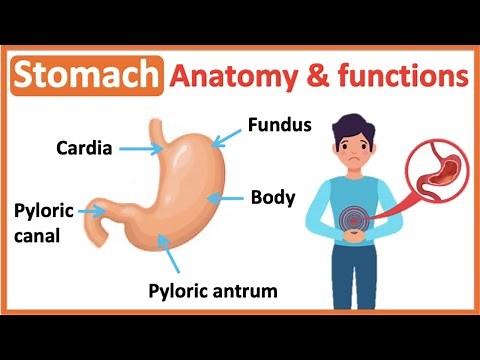 Stomach anatomy & function🤔 | Easy learning video