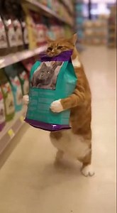 Go Kitty go!! Watch this kitten's hilarious jump fail #cat #funny #cute