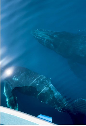 クジラの親子とホエールウォッチングツアー
