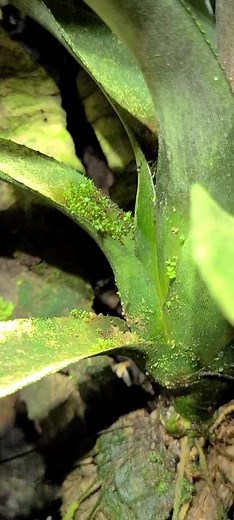 Strawberry Dart Frog! Oophaga pumilio “Cemetery Bastimentos” #baby #frog #anphibians #poisondartfrog