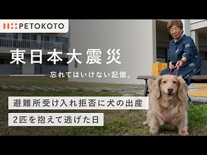【ペットと防災】東日本大震災で被災した妊娠中の愛犬と家族の物語（ダックスフンド/犬との暮らし/犬のいる生活）